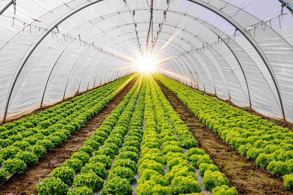 agriculture tunnel plastic
