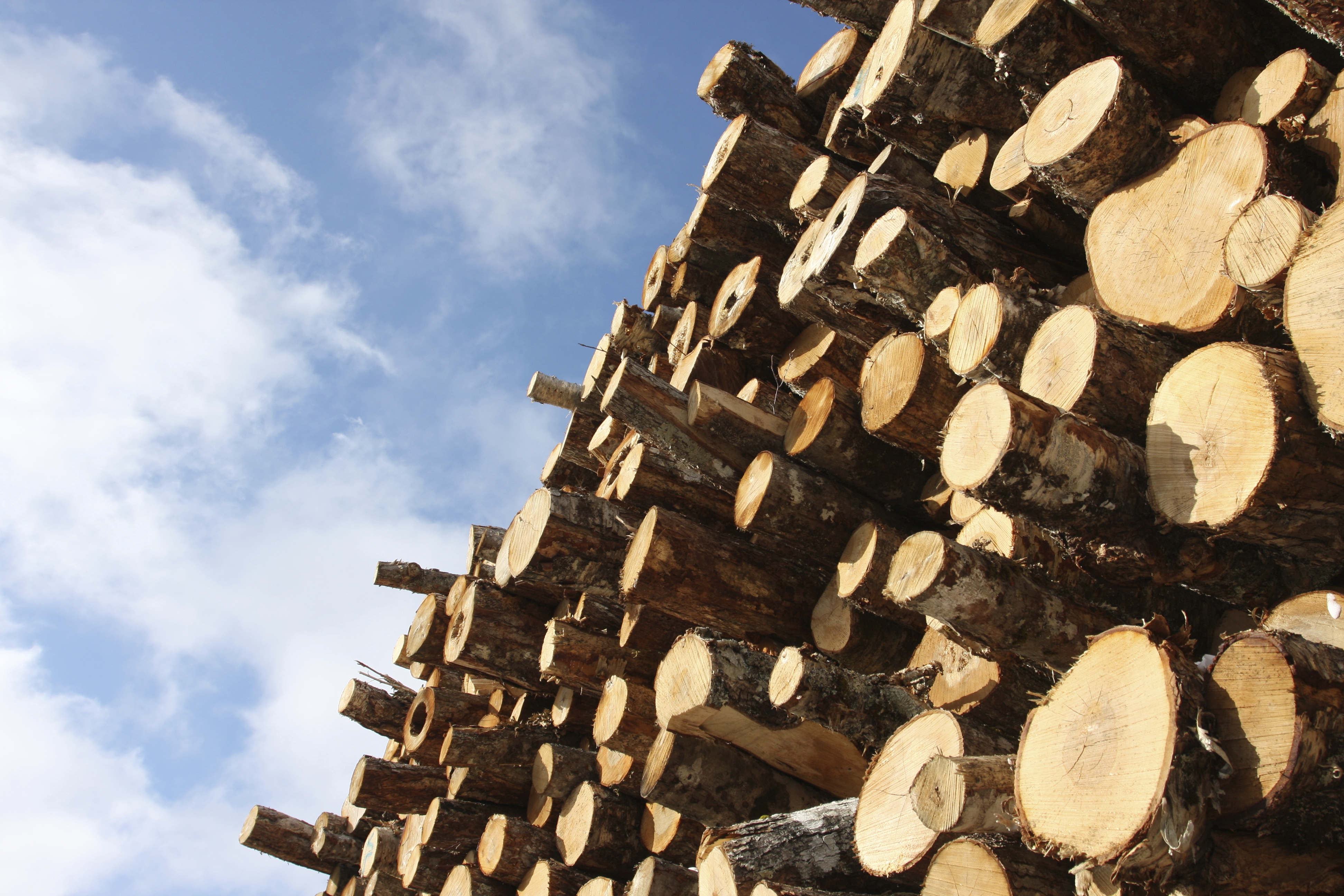 Logging and Paper