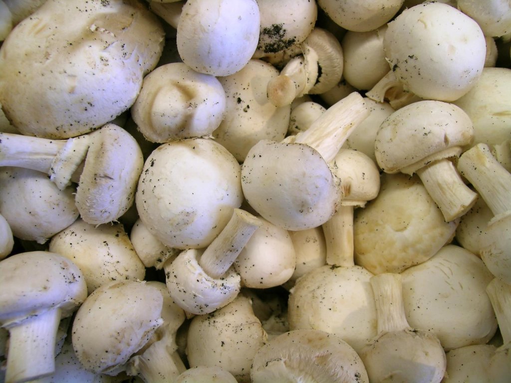 mushrooms 1555323